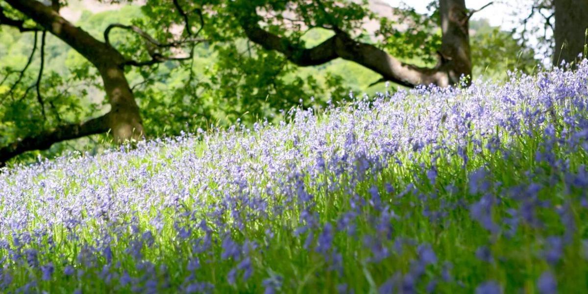 Brathay Hall - Brathay Trust Ambleside Buitenkant foto